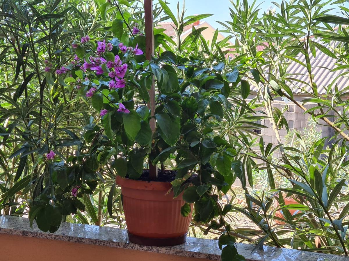 Apartments Barbati Kustići Dış mekan fotoğraf